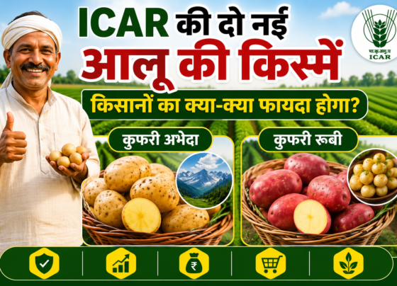ICAR Ki Do Nai Aalu Ki Kisme Se Kisanon Ko Kya Fayda Hoga?