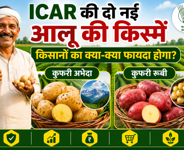 ICAR Ki Do Nai Aalu Ki Kisme Se Kisanon Ko Kya Fayda Hoga?