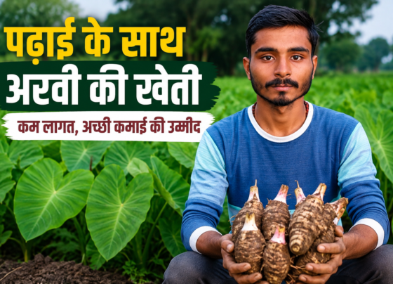Success Story of Arvi Farming Hariom Mishra in UP