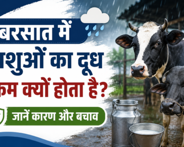 Barsaat Mein Pashuon Ka Doodh Kam Kyon Hota Hai