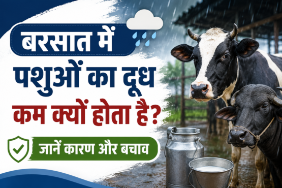 Barsaat Mein Pashuon Ka Doodh Kam Kyon Hota Hai