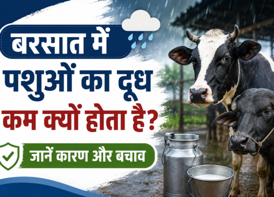 Barsaat Mein Pashuon Ka Doodh Kam Kyon Hota Hai