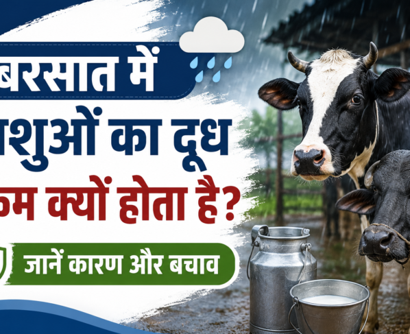 Barsaat Mein Pashuon Ka Doodh Kam Kyon Hota Hai