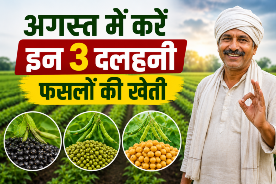 August Mein Dalhani Fasal Ki Kheti