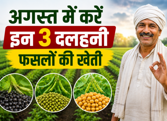 August Mein Dalhani Fasal Ki Kheti