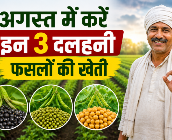 August Mein Dalhani Fasal Ki Kheti