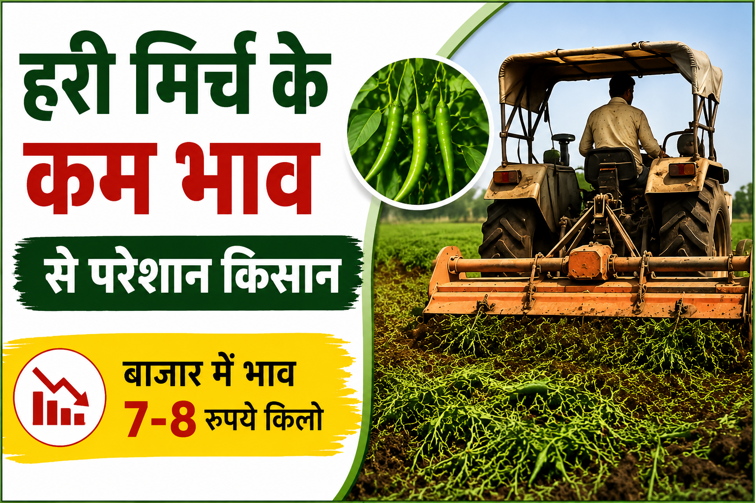 हरी मिर्च के कम भाव से परेशान किसान ने दो एकड़ खड़ी फसल पर चलाया रोटावेटर Hari Mirch Ke Kam Bhav
