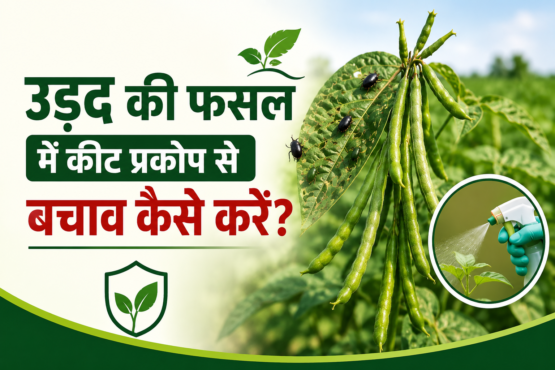 Urad Ki Fasal Mein Keet Prakop Se Bachav Kaise Karein