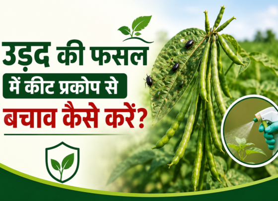 Urad Ki Fasal Mein Keet Prakop Se Bachav Kaise Karein