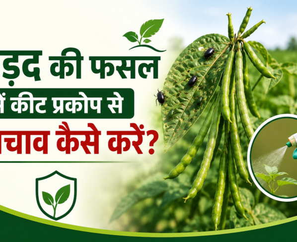 Urad Ki Fasal Mein Keet Prakop Se Bachav Kaise Karein