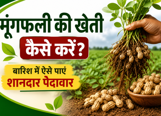 Moongfali Ki Kheti Kaise Karein