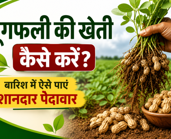 Moongfali Ki Kheti Kaise Karein