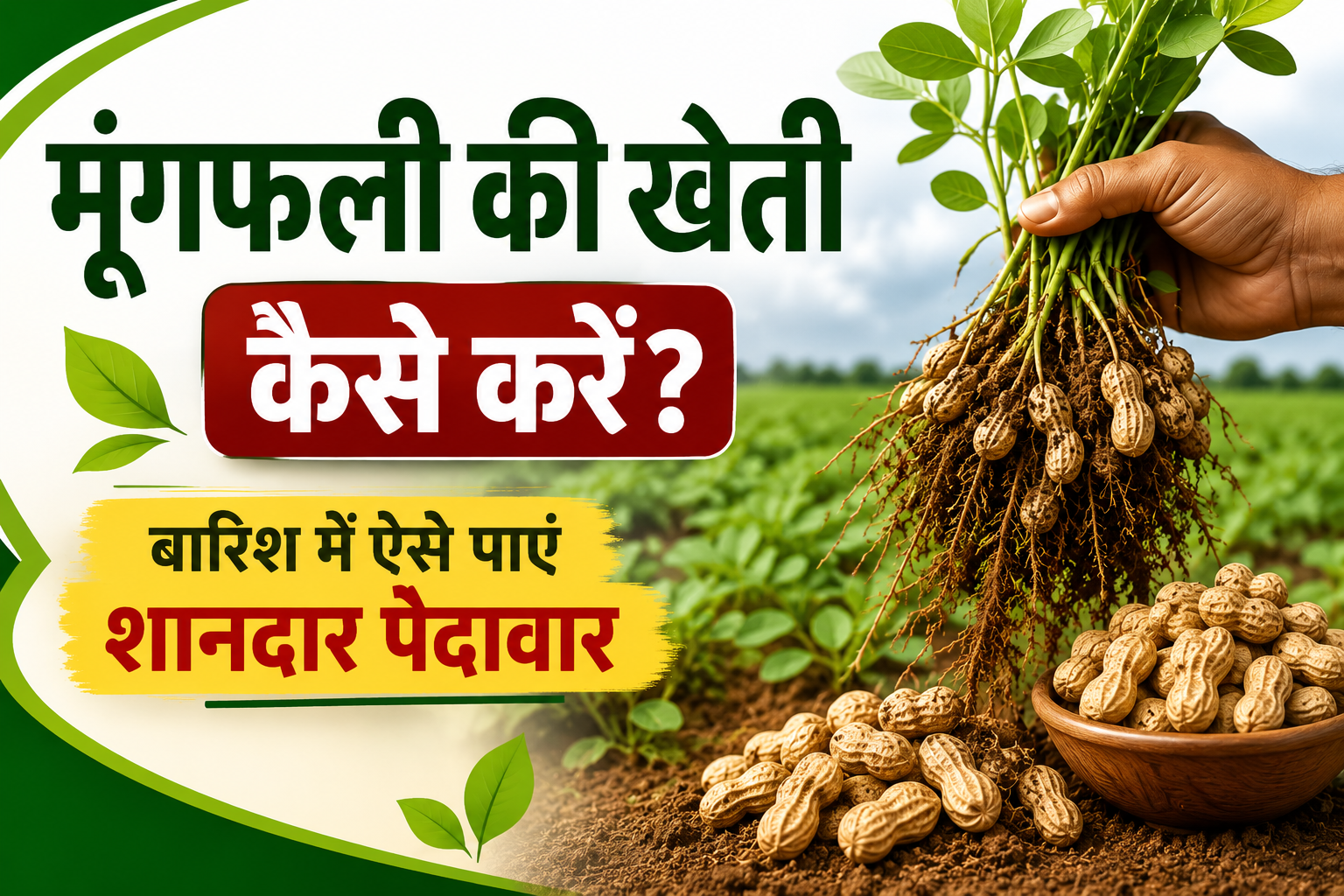 मूंगफली की खेती से बढ़ाएं कमाई! बारिश में इस एक बात का रखें ध्यान, फसल रहेगी शानदार Moongfali Ki Kheti Kaise Karein?