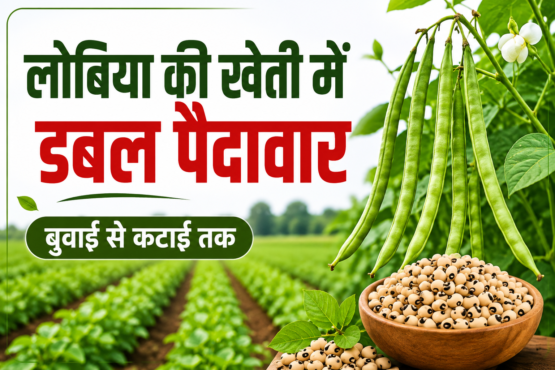 Lobiya Ki Kheti Kaise Karein