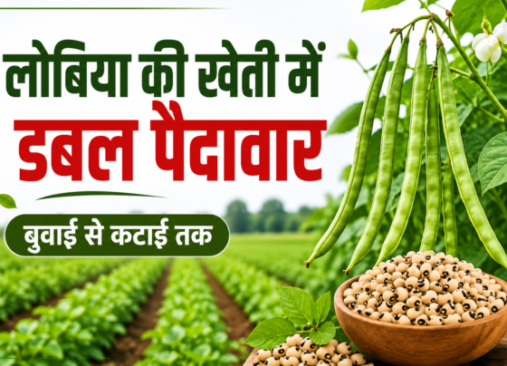 Lobiya Ki Kheti Kaise Karein