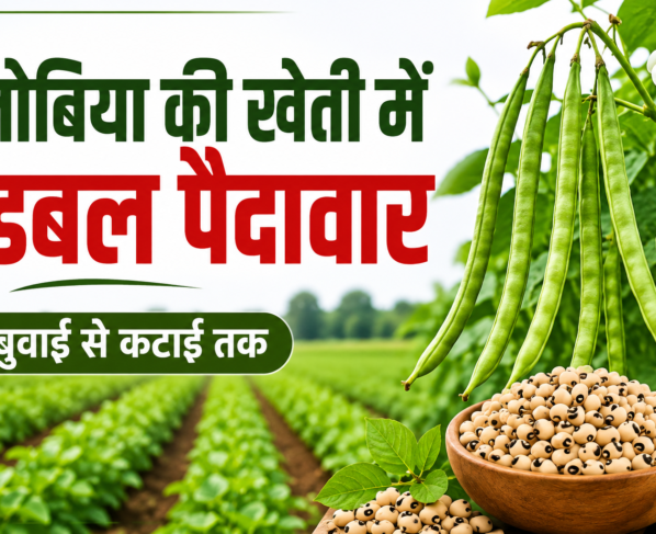 Lobiya Ki Kheti Kaise Karein