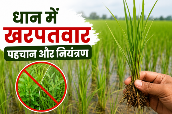 Dhan Ki Fasal Mein Kharpatwar Niyantran Kaise Kare