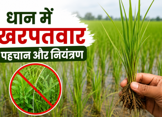 Dhan Ki Fasal Mein Kharpatwar Niyantran Kaise Kare