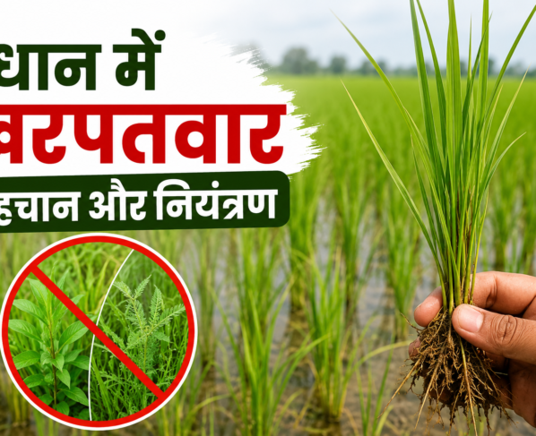 Dhan Ki Fasal Mein Kharpatwar Niyantran Kaise Kare