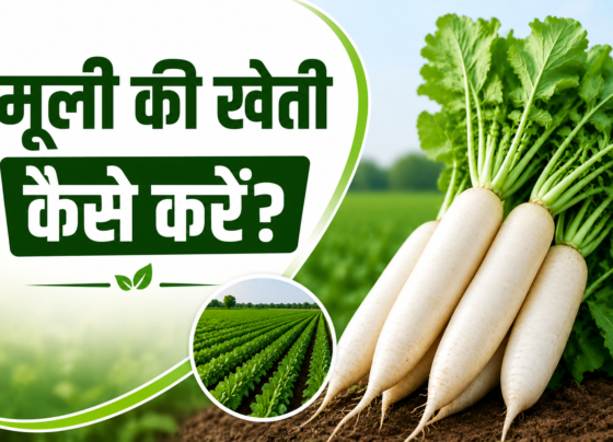 Mooli Ki Kheti Kaise Karein