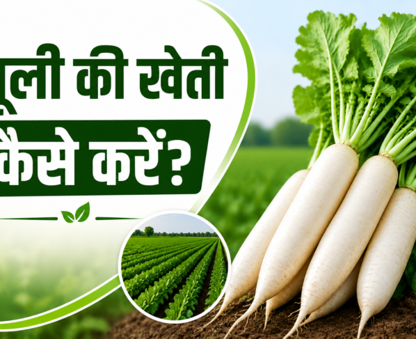 Mooli Ki Kheti Kaise Karein