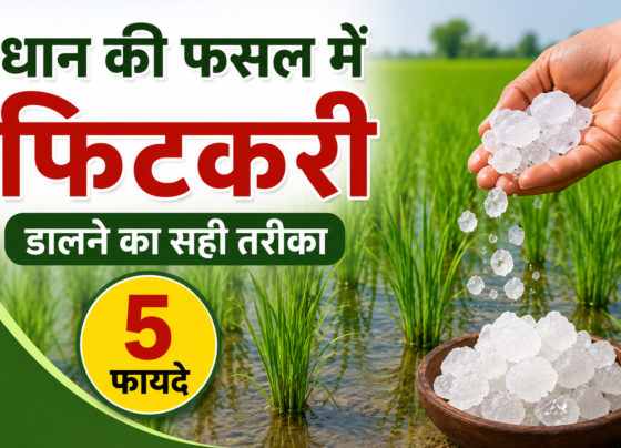 Dhaan Ki Fasal Mein Fitkari Kaise Dalein