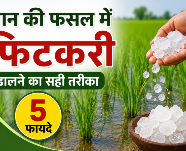 Dhaan Ki Fasal Mein Fitkari Kaise Dalein