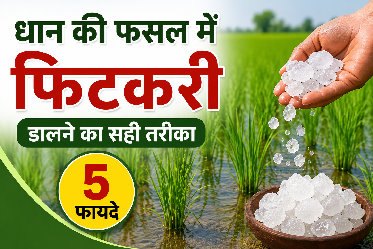 धान की फसल में फिटकरी डालने के 5 फायदे, जानें सही तरीका और सावधानियां Dhaan Ki Fasal Mein Fitkari Kaise Dalein