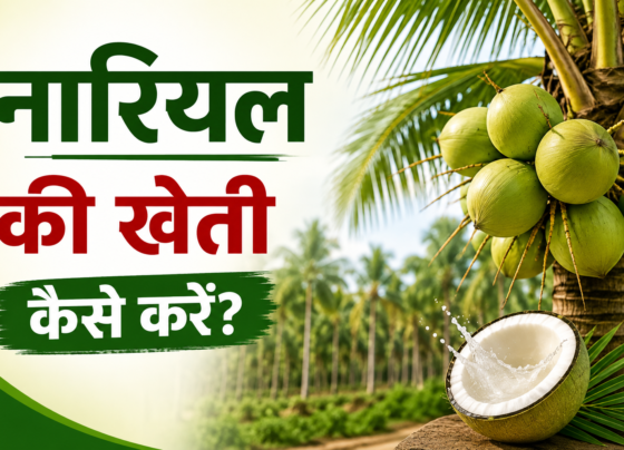 Nariyal Ki Kheti Kaise Kare