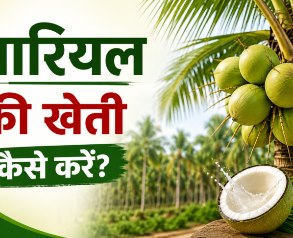 Nariyal Ki Kheti Kaise Kare