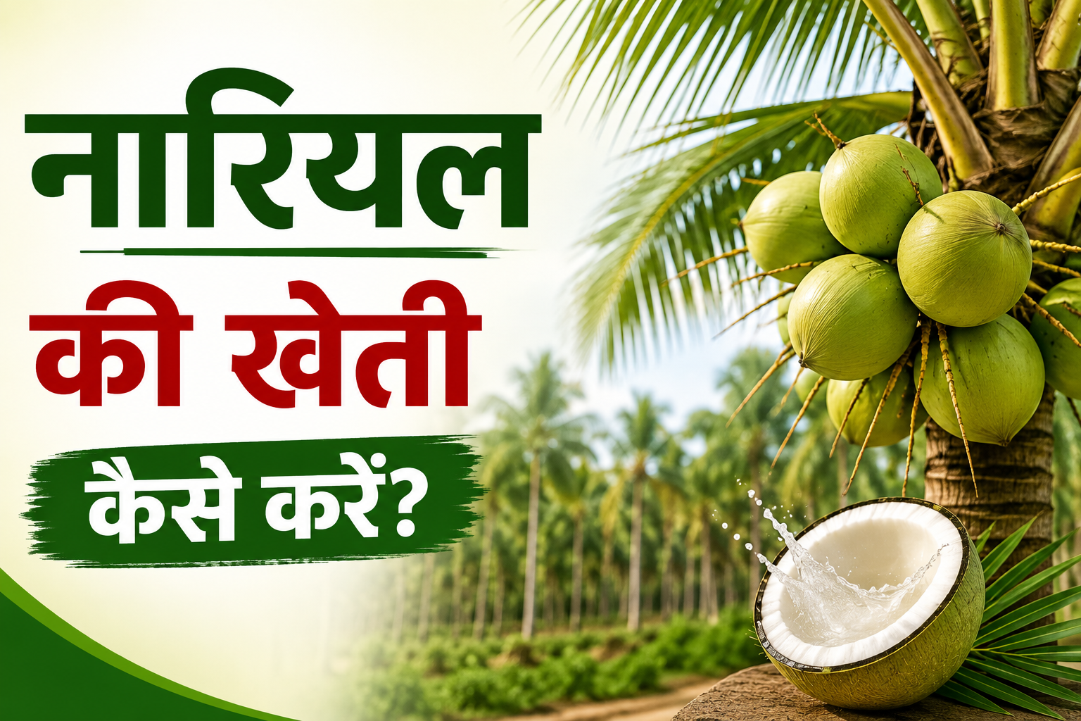 नारियल की खेती कैसे करें? जानिए बुवाई से लेकर तुड़ाई तक पूरी जानकारी Nariyal Ki Kheti Kaise Kare