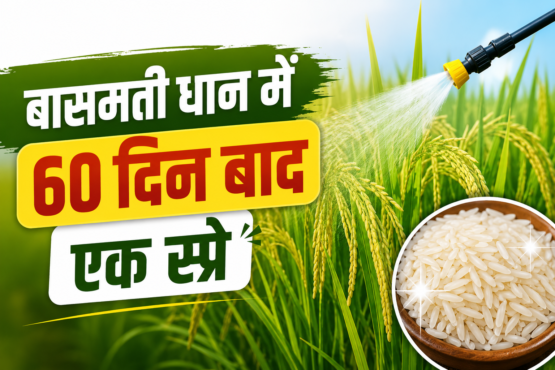 Basmati Dhaan Mein 60 Din Baad Spray
