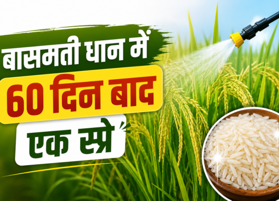 Basmati Dhaan Mein 60 Din Baad Spray