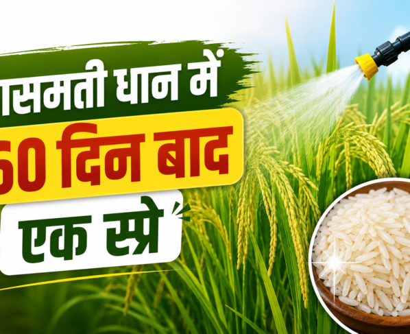 Basmati Dhaan Mein 60 Din Baad Spray