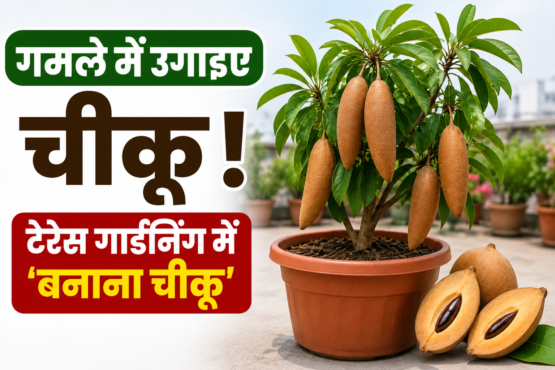 Banana Chikoo Gamle Mein Kaise Ugaye
