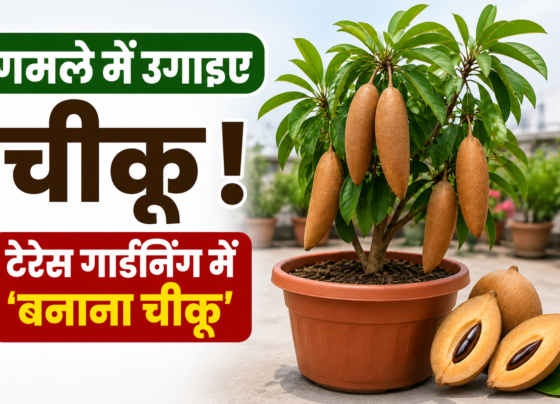 Banana Chikoo Gamle Mein Kaise Ugaye