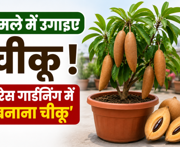 Banana Chikoo Gamle Mein Kaise Ugaye