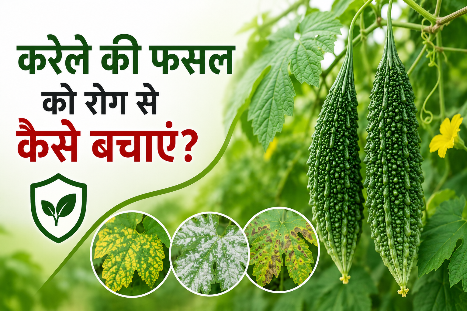 करेले की फसल में वायरस और फफूंदजनित रोगों का बढ़ा खतरा, ऐसे करें फसल का बचाव Karele Ki Fasal Ko Rog Se Kaise Bachayein?