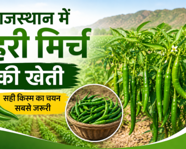Rajasthan Mein Hari Mirch Ki Kheti