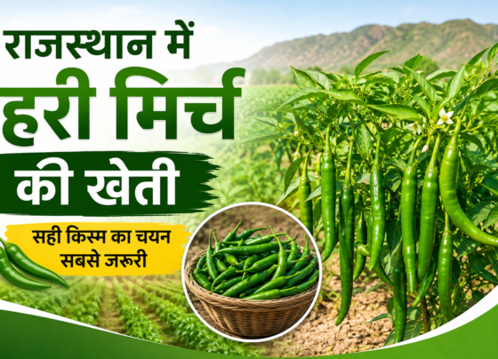 Rajasthan Mein Hari Mirch Ki Kheti