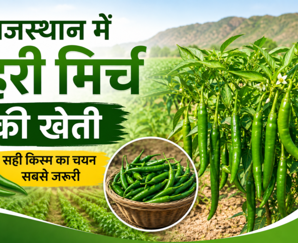 Rajasthan Mein Hari Mirch Ki Kheti