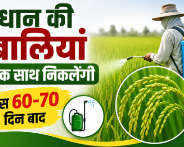 Dhaan Ki Fasal Mein Spray Kab Karein