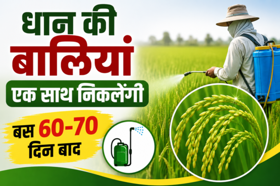 Dhaan Ki Fasal Mein Spray Kab Karein