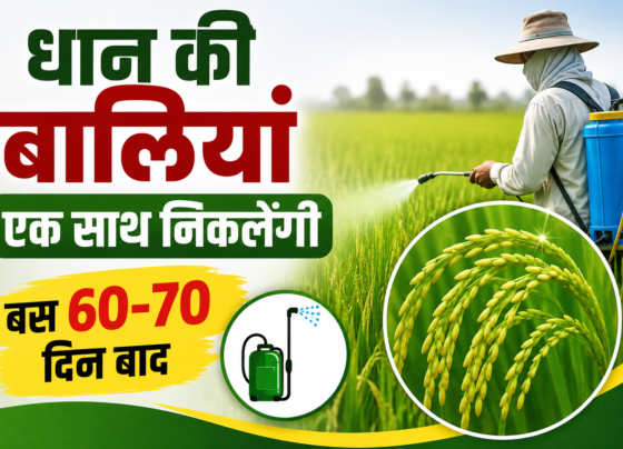 Dhaan Ki Fasal Mein Spray Kab Karein