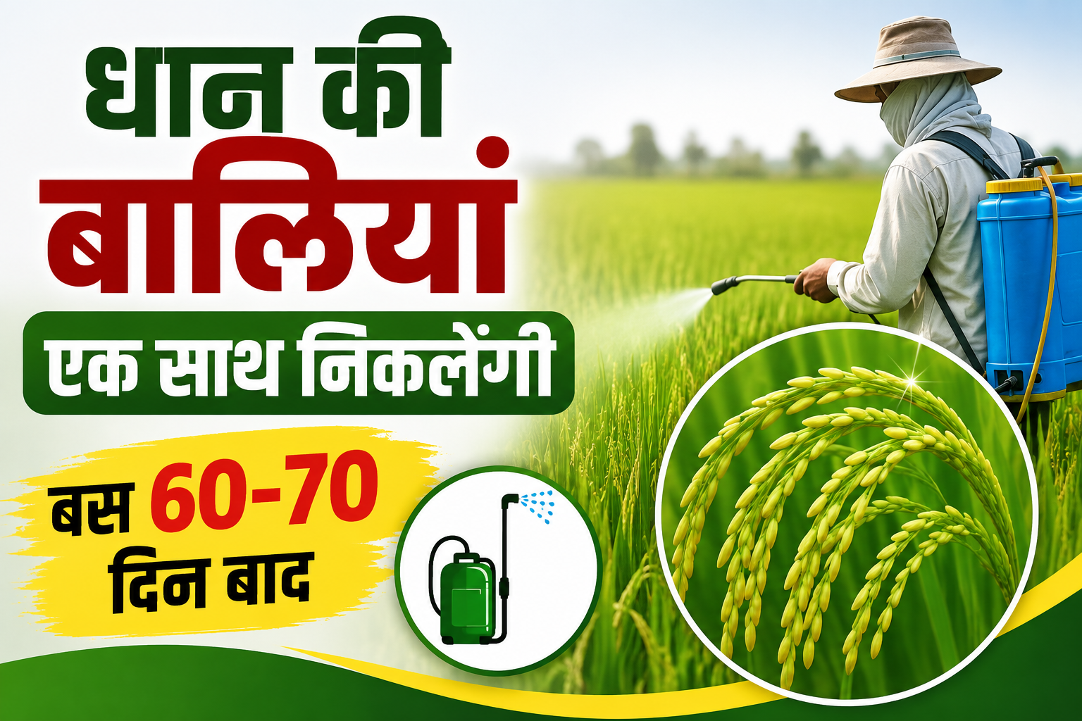धान की बालियां एक साथ निकलेंगी, दाने भी होंगे भारी, 60-70 दिन बाद करें इस खास स्प्रे का छिड़काव Dhaan Ki Fasal Mein Spray Kab Karein