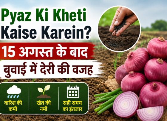 Pyaz Ki Kheti Kaise Karein