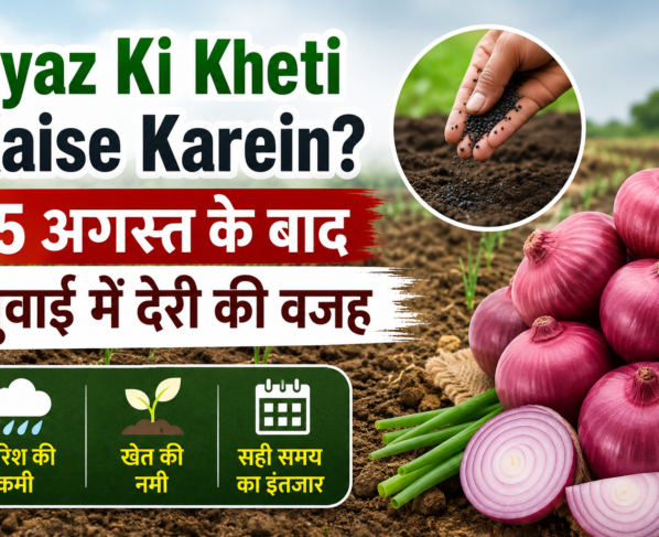 Pyaz Ki Kheti Kaise Karein