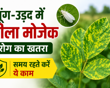 Moong Urad Mein Peela Mosaic Rog Ka Ilaj
