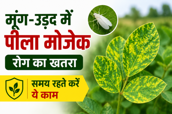 Moong Urad Mein Peela Mosaic Rog Ka Ilaj