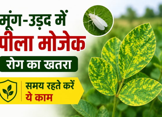 Moong Urad Mein Peela Mosaic Rog Ka Ilaj